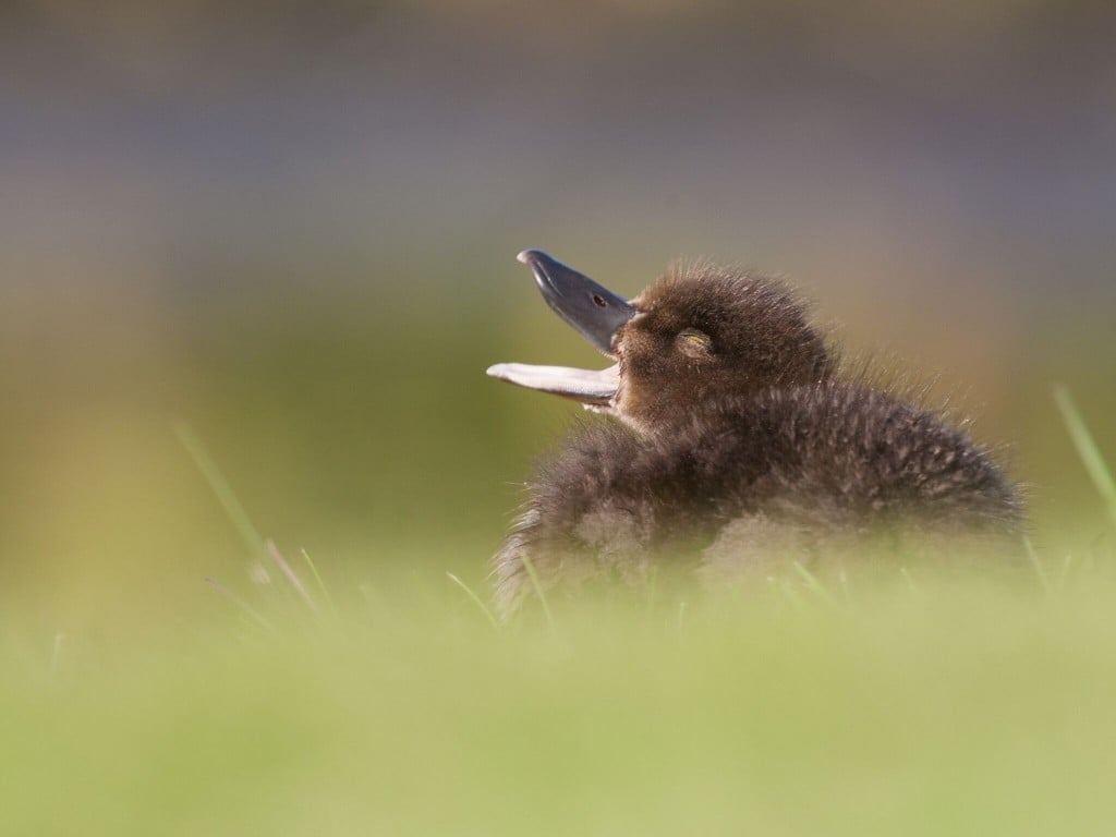 Wigeon by Eyþór Ingi