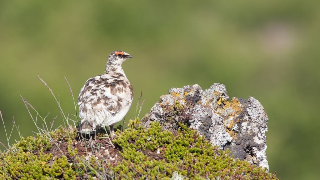 Rock Ptarmigan by Eyþór Ingi