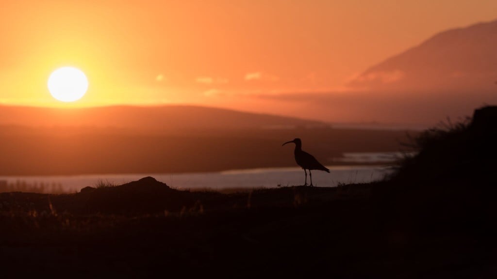 Whimbrel in Krossanesborgir by Eyþór Ingi