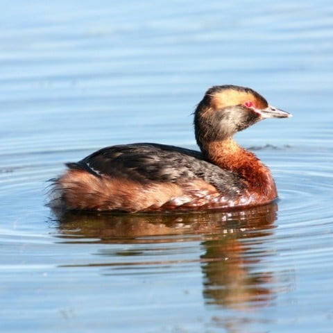 Slavonian Grebe by Pétur Jónsson