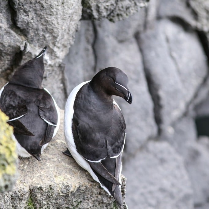 Bird Watching | Birding Iceland - Interactive Birding Iceland map ...