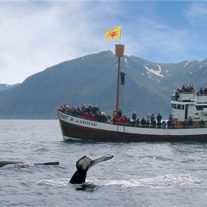 Whale Watching | Visit North Iceland